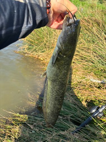 ナマズの釣果