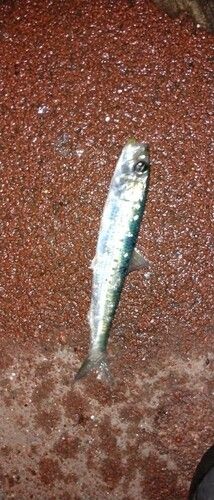 マイワシの釣果
