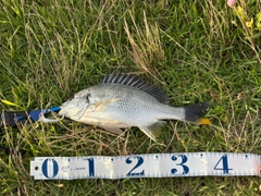 キビレの釣果