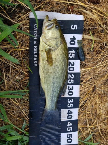 ブラックバスの釣果