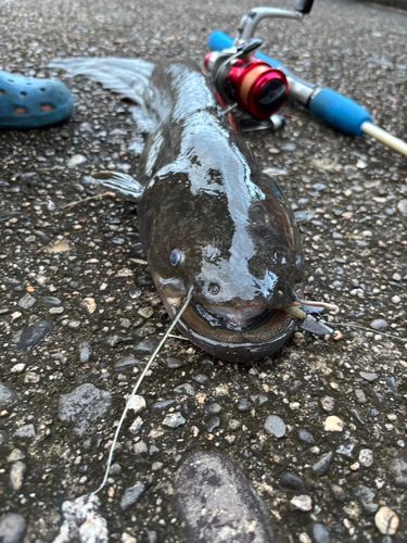 ニホンナマズの釣果