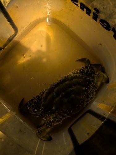 ワタリガニの釣果