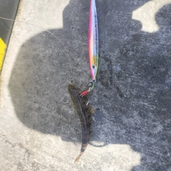 アカエソの釣果