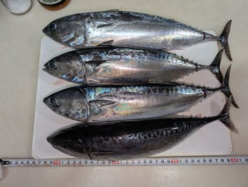 ソウダガツオの釣果