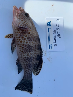 オオモンハタの釣果
