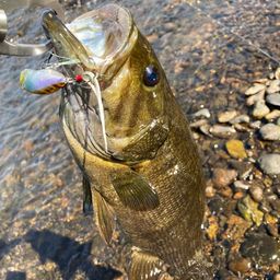 スモールマウスバス