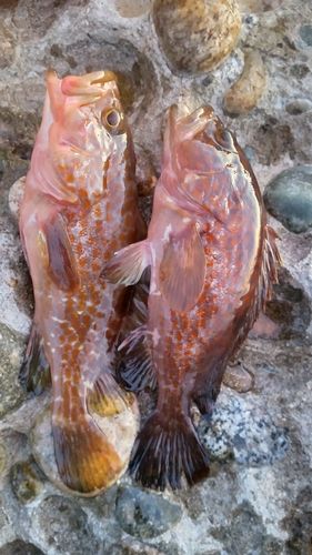 キジハタの釣果