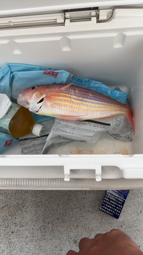 イトヨリダイの釣果