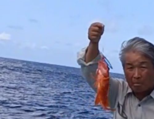 アカハタの釣果