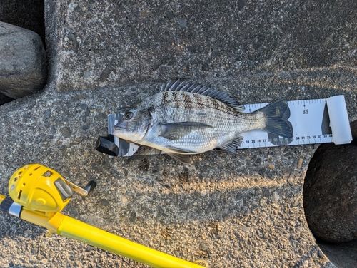 クロダイの釣果