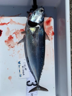ソウダガツオの釣果