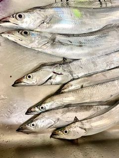 タチウオの釣果
