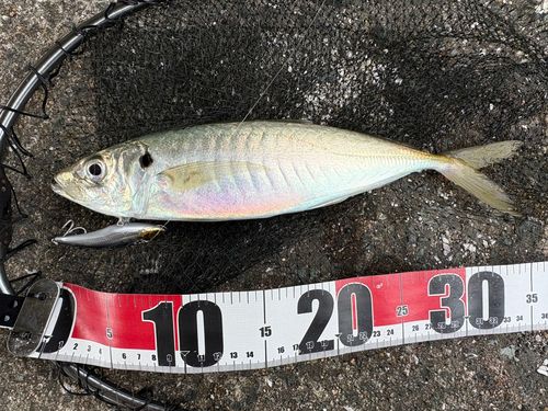 F-590 トレフルクリエーション マリエラ68S オリカラ （※バラ