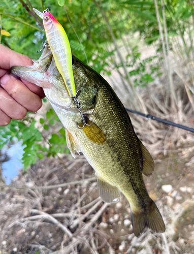 ラージマウスバスの釣果