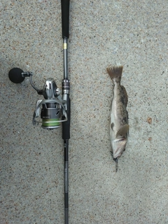 アイナメの釣果