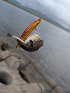 クサフグの釣果