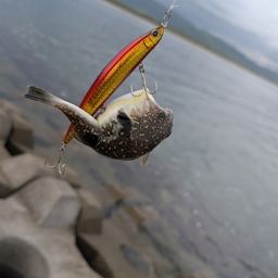 クサフグ