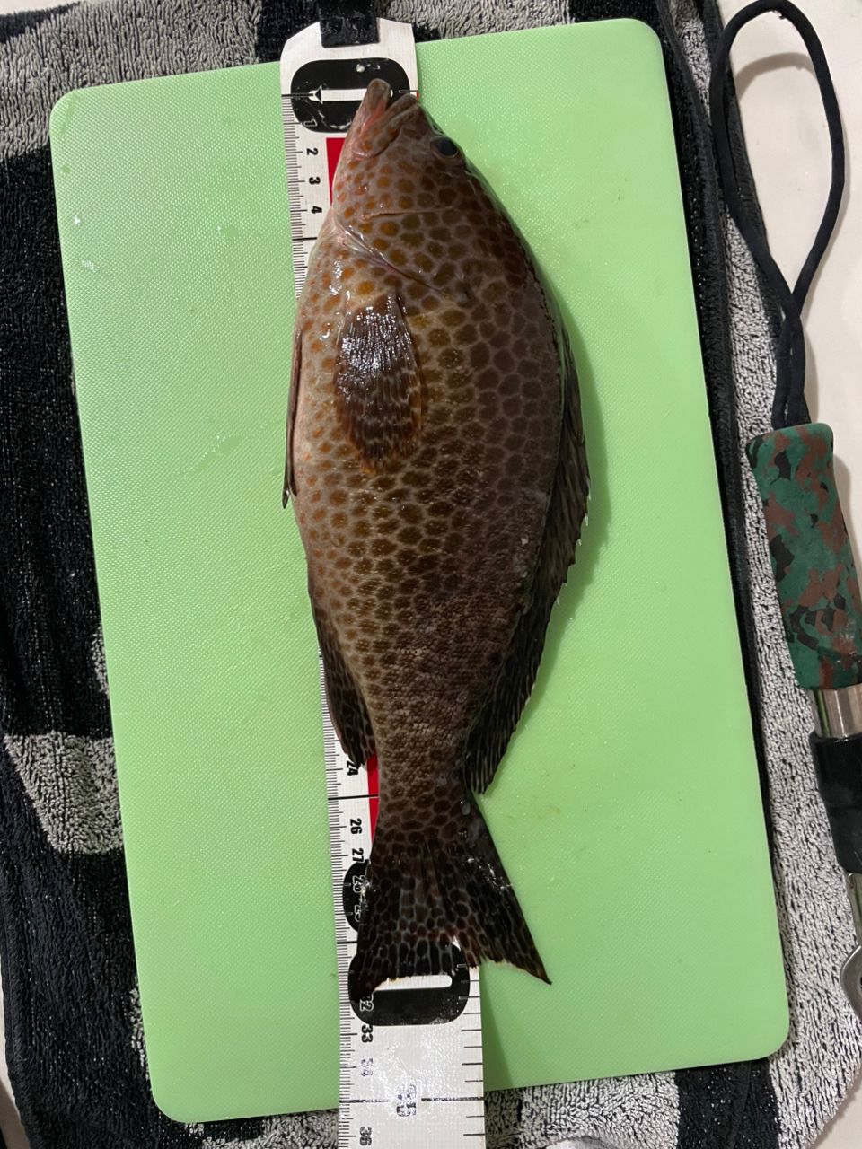 オオモンハタ