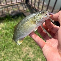 スモールマウスバス