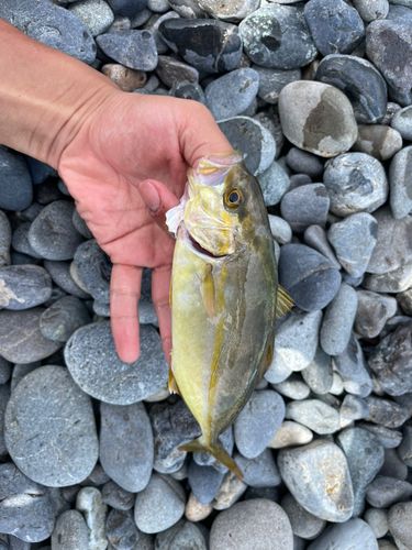 カンパチの釣果