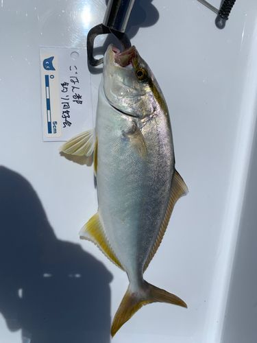ショゴの釣果