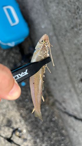 キスの釣果