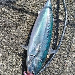 ソウダガツオ