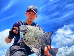 イシガキダイの釣果