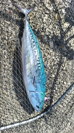 ソウダガツオの釣果