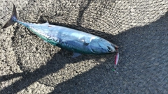 ソウダガツオの釣果