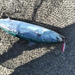 ソウダガツオ
