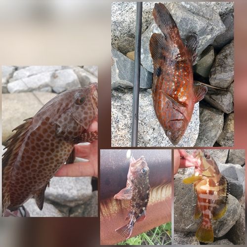 キジハタの釣果