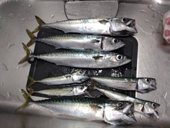 サバの釣果