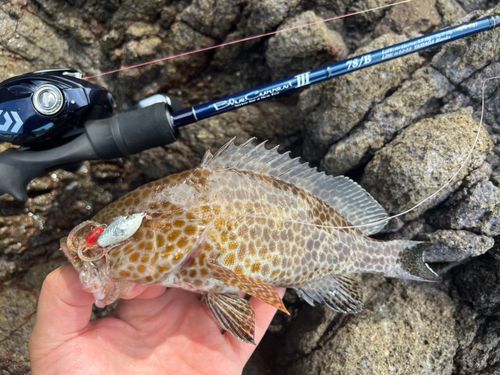 オオモンハタの釣果