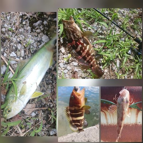 クエの釣果
