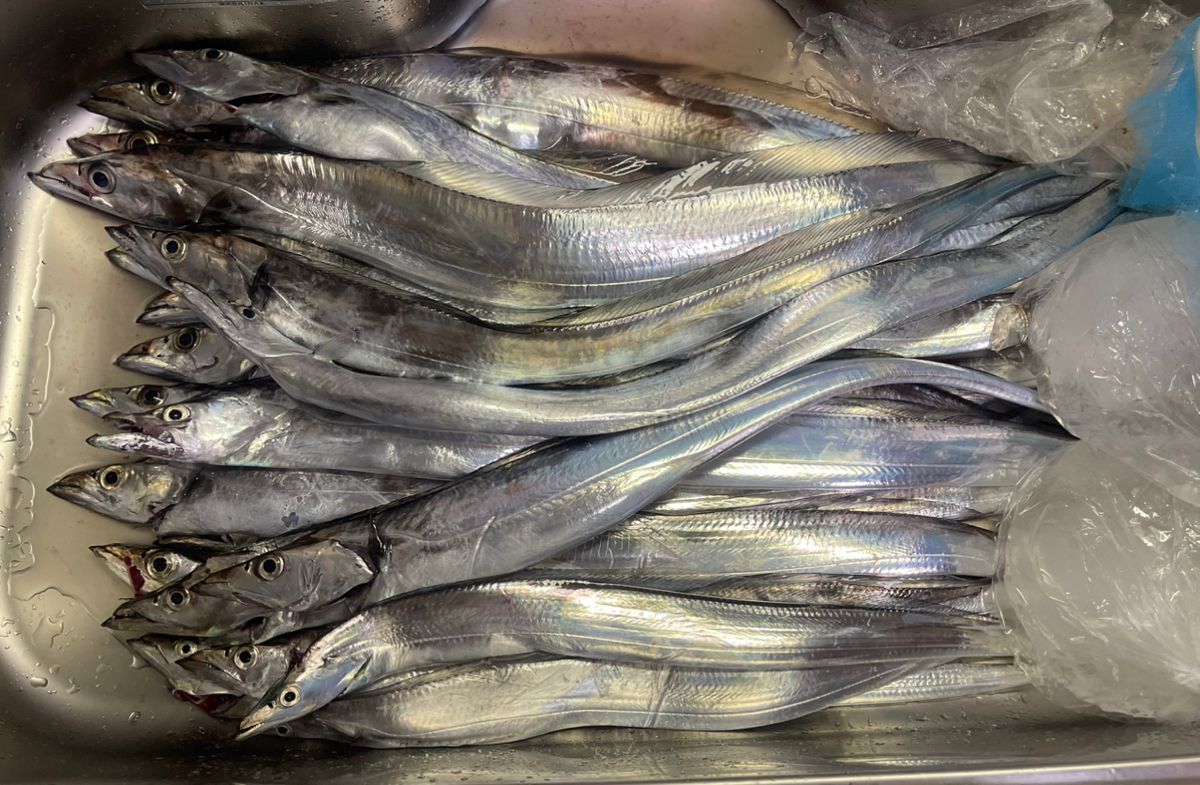 アングラー35665062さんの釣果 1枚目の画像