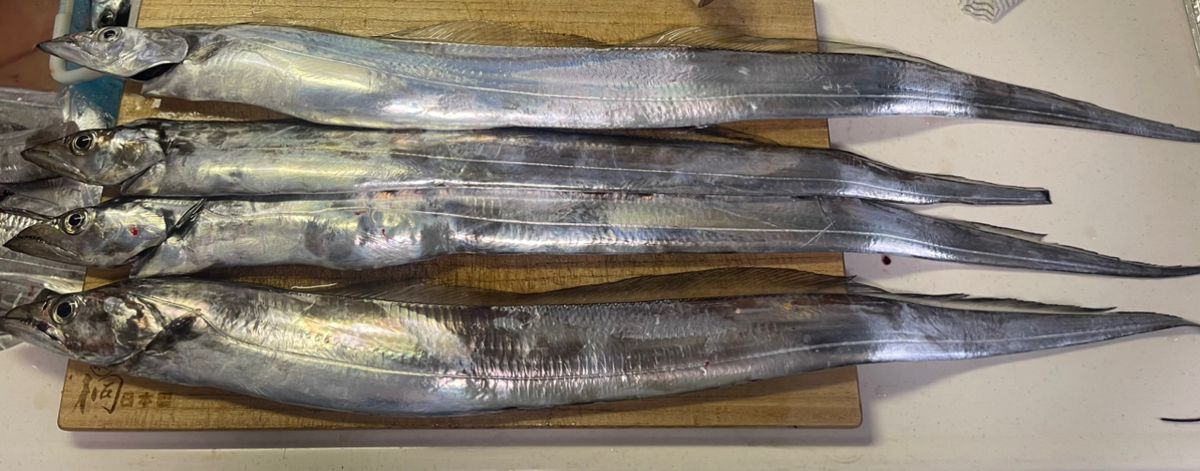 アングラー35665062さんの釣果 2枚目の画像