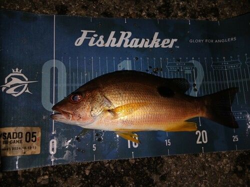 クロホシフエダイの釣果