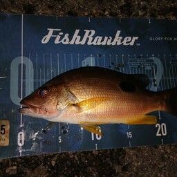 クロホシフエダイ