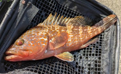 キジハタの釣果