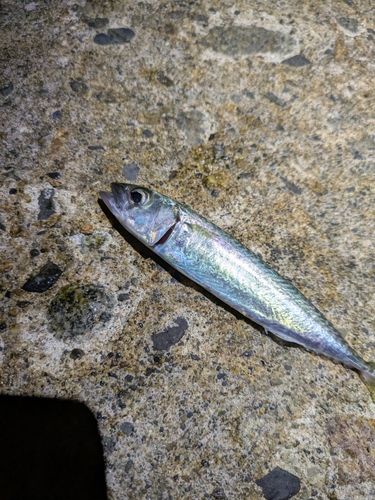サバの釣果