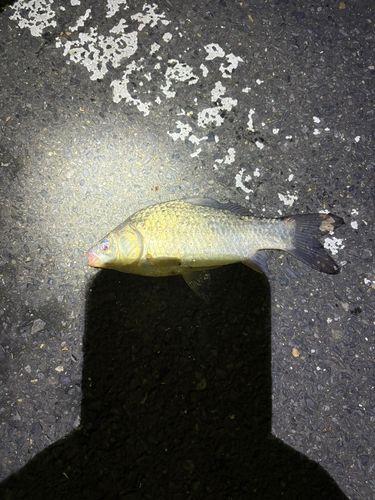 ヘラブナの釣果