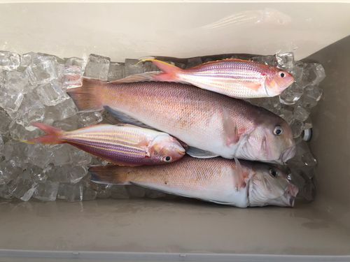 シロアマダイの釣果