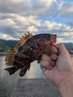 キジハタの釣果