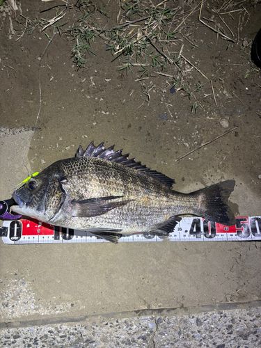 クロダイの釣果