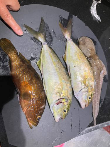 シオの釣果