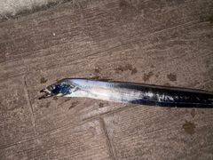 タチウオの釣果