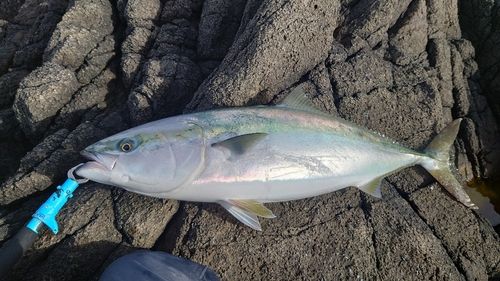ブリの釣果