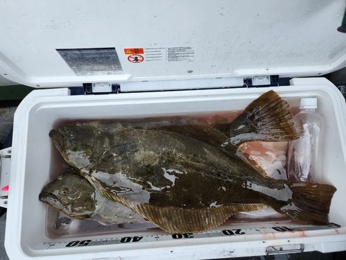 ヒラメの釣果