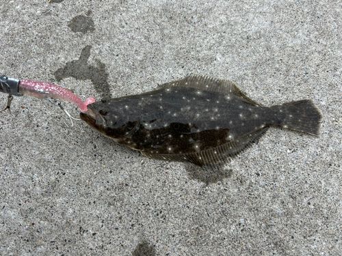ソゲの釣果
